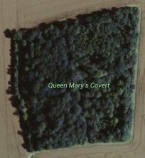 Queen Mary's Wood satellite image
